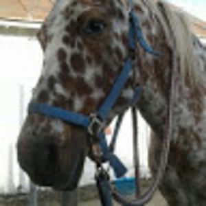 Meet your Posher, Cheyenne